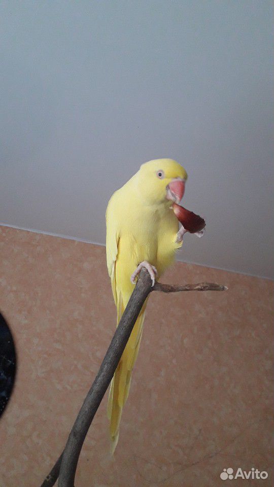 Ожереловый попугай(самочка) жёлтая купить на Зозу.ру - фотография № 7