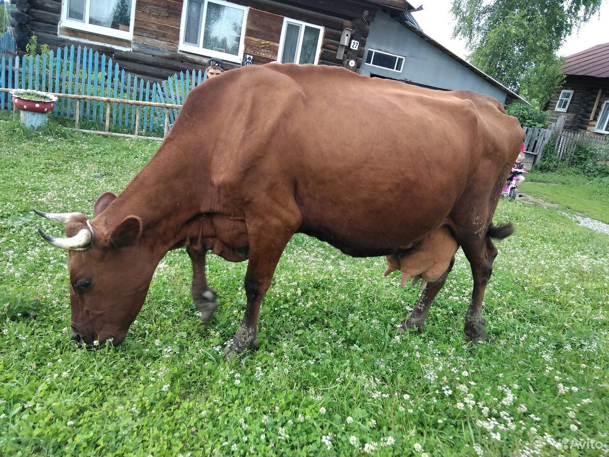 Продам суксунскую корову купить на Зозу.ру - фотография № 3