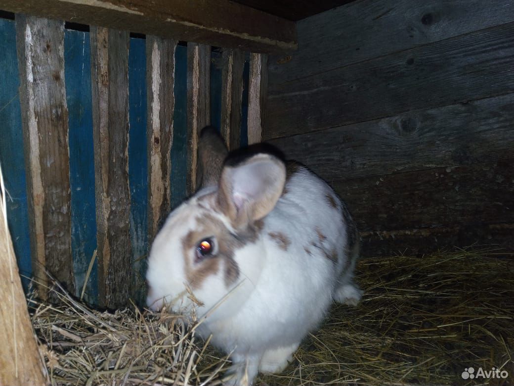 Кролик самец купить на Зозу.ру - фотография № 3
