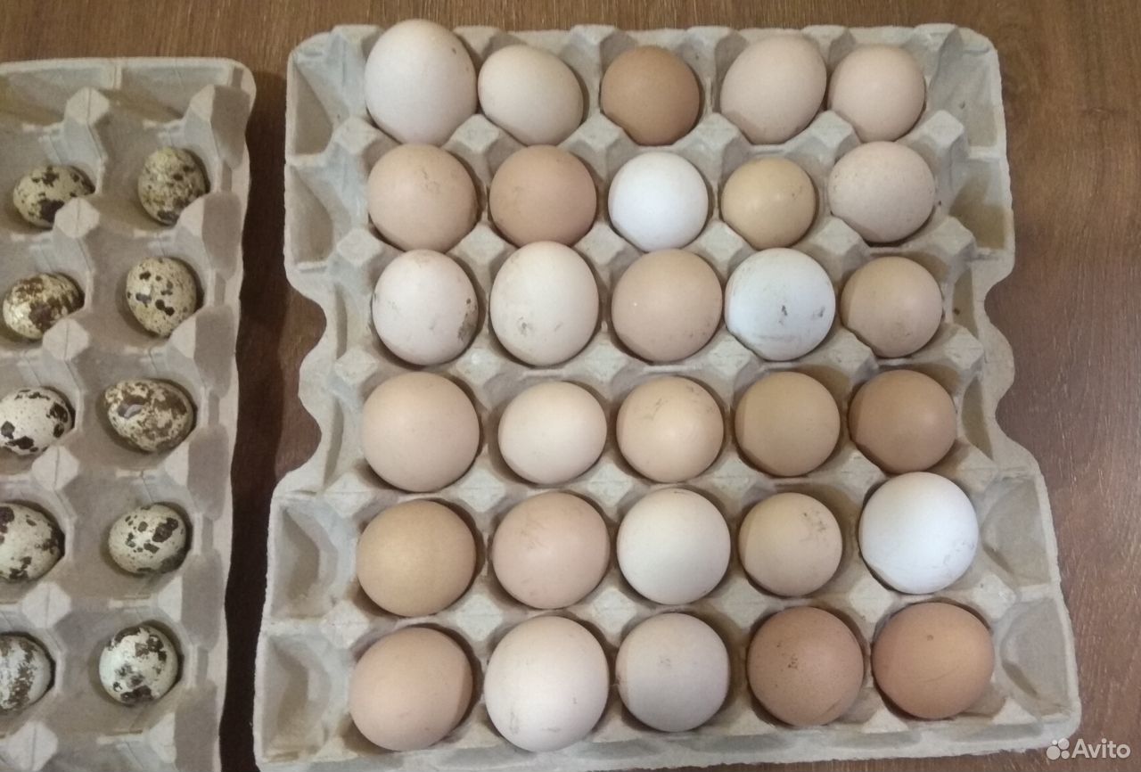 Яйца куриные и перепелиные купить на Зозу.ру - фотография № 1