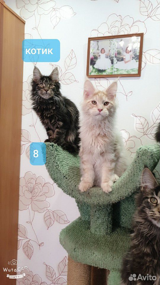 Мейн-кун - 2 котенка-котика купить на Зозу.ру - фотография № 3