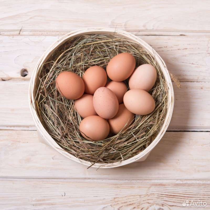 Яйца утиные (инкубационные) и куриные купить на Зозу.ру - фотография № 2