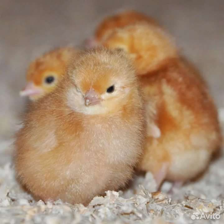 Продам цыплят Ломан Браун купить на Зозу.ру - фотография № 1