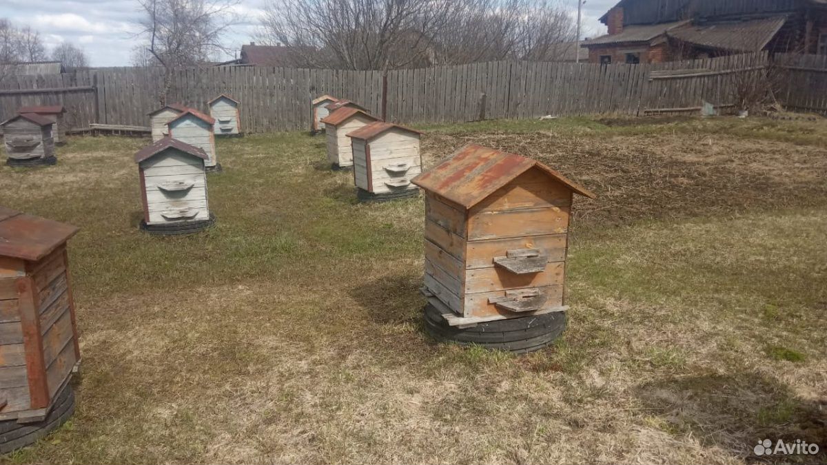 Ульи с пчелами 10 семей купить на Зозу.ру - фотография № 5