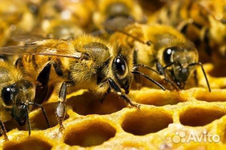 Пчелы медоносные купить на Зозу.ру - фотография № 1
