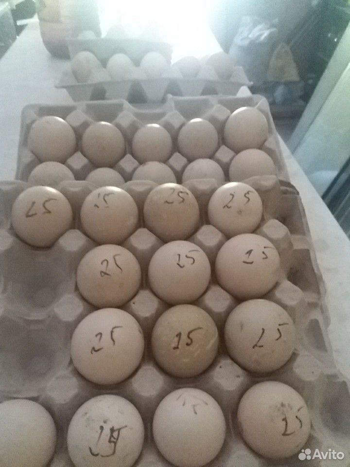 Продажа инкубационного импортного яйца мускусной у купить на Зозу.ру - фотография № 2