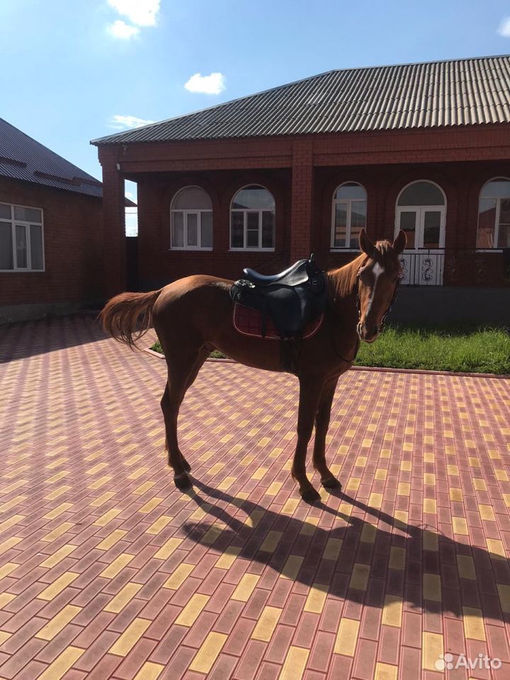 Продою лошадь англ-будёновец купить на Зозу.ру - фотография № 6