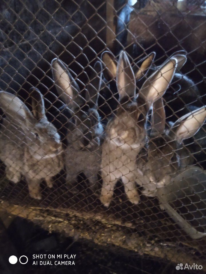 Самки кроликов породы Шиншила купить на Зозу.ру - фотография № 2