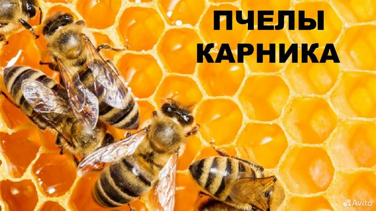 Пчелопакеты карника купить на Зозу.ру - фотография № 1