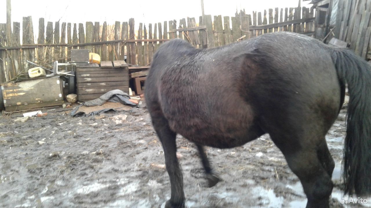 Продается лошадь кобыла купить на Зозу.ру - фотография № 2