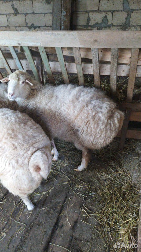 Баран и овцы купить на Зозу.ру - фотография № 6
