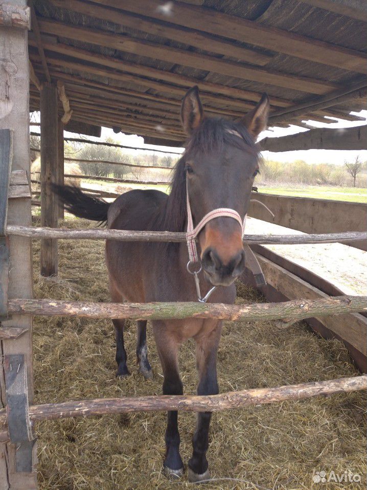 Продается годовалая лошадь, сбруя отдельно купить на Зозу.ру - фотография № 10