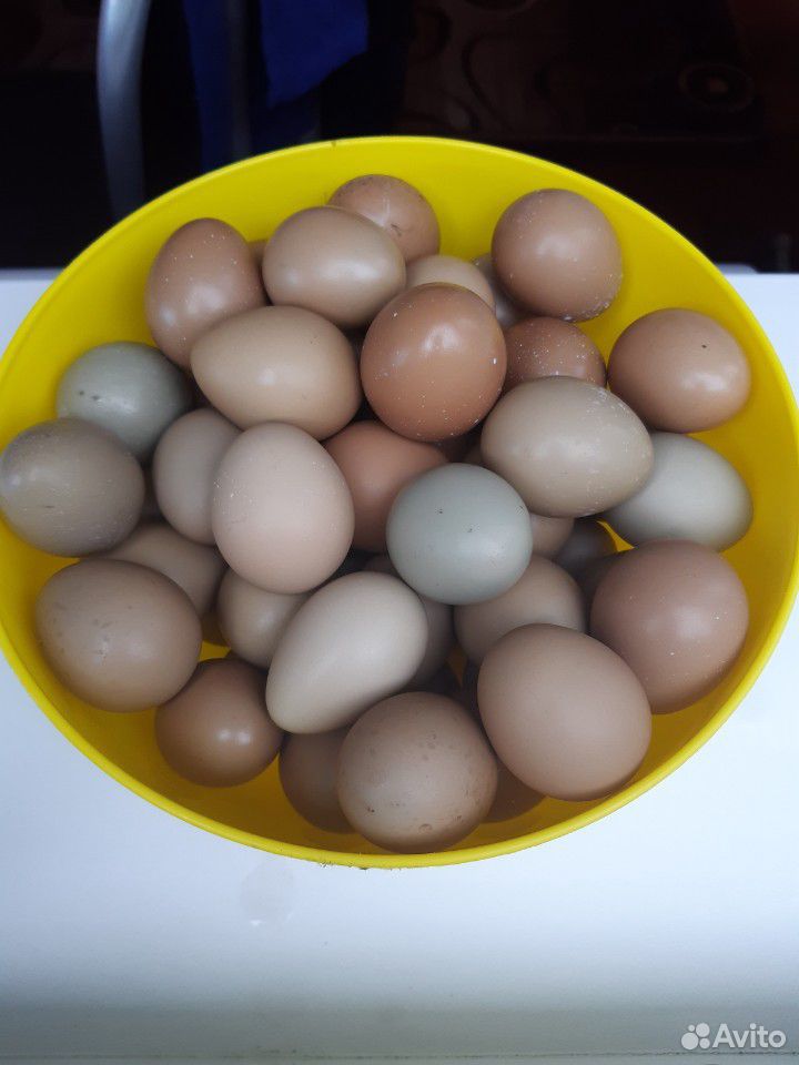 Яйца фазана охотничьего купить на Зозу.ру - фотография № 1