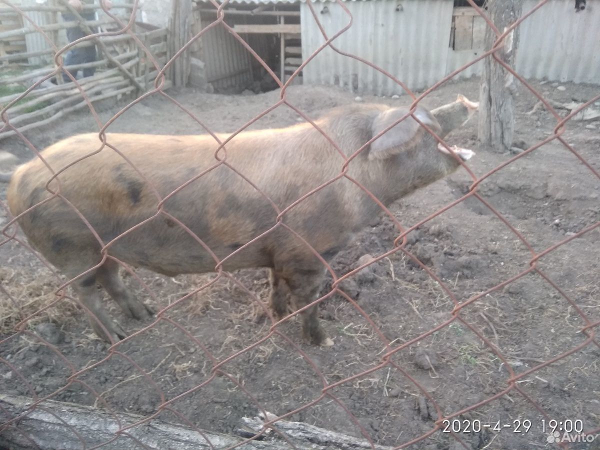 Продаются свини купить на Зозу.ру - фотография № 2