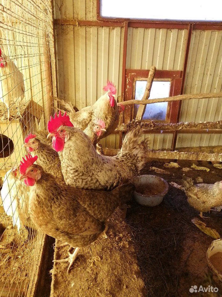 Цыплята суточные и подрощенные купить на Зозу.ру - фотография № 5