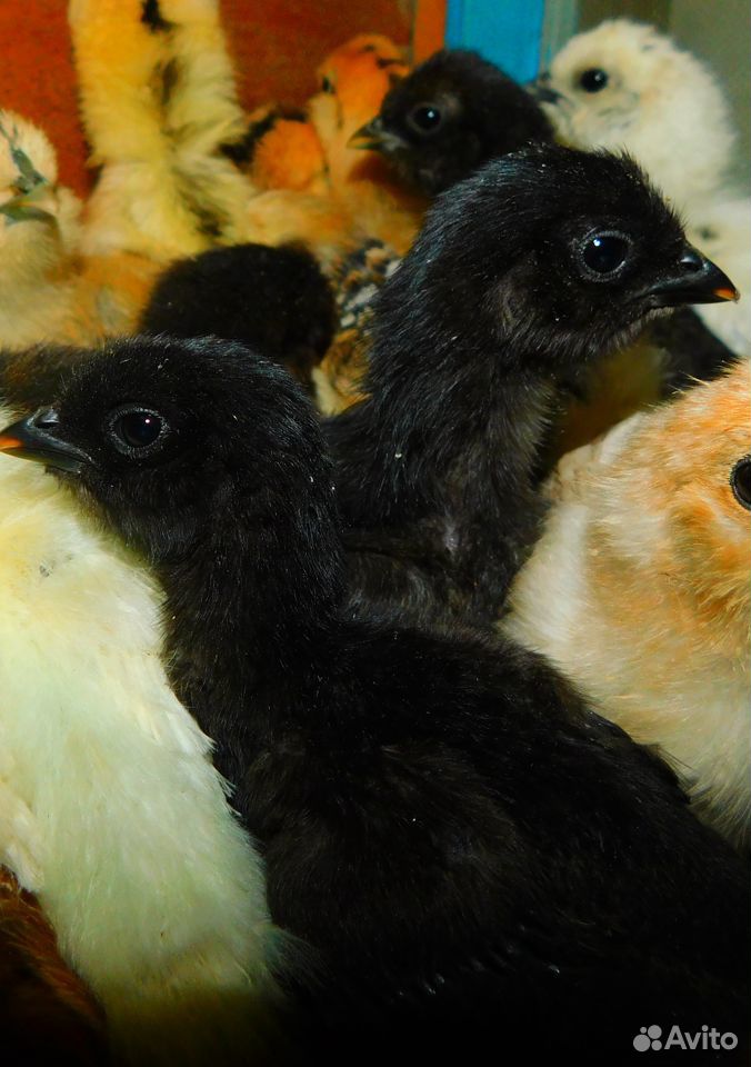 Цыплята от 14 суток от своих породных кур купить на Зозу.ру - фотография № 3