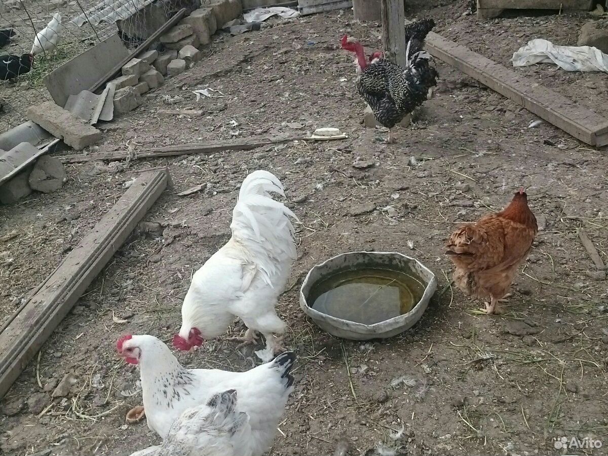Куриные яйца.куры не продаются купить на Зозу.ру - фотография № 4
