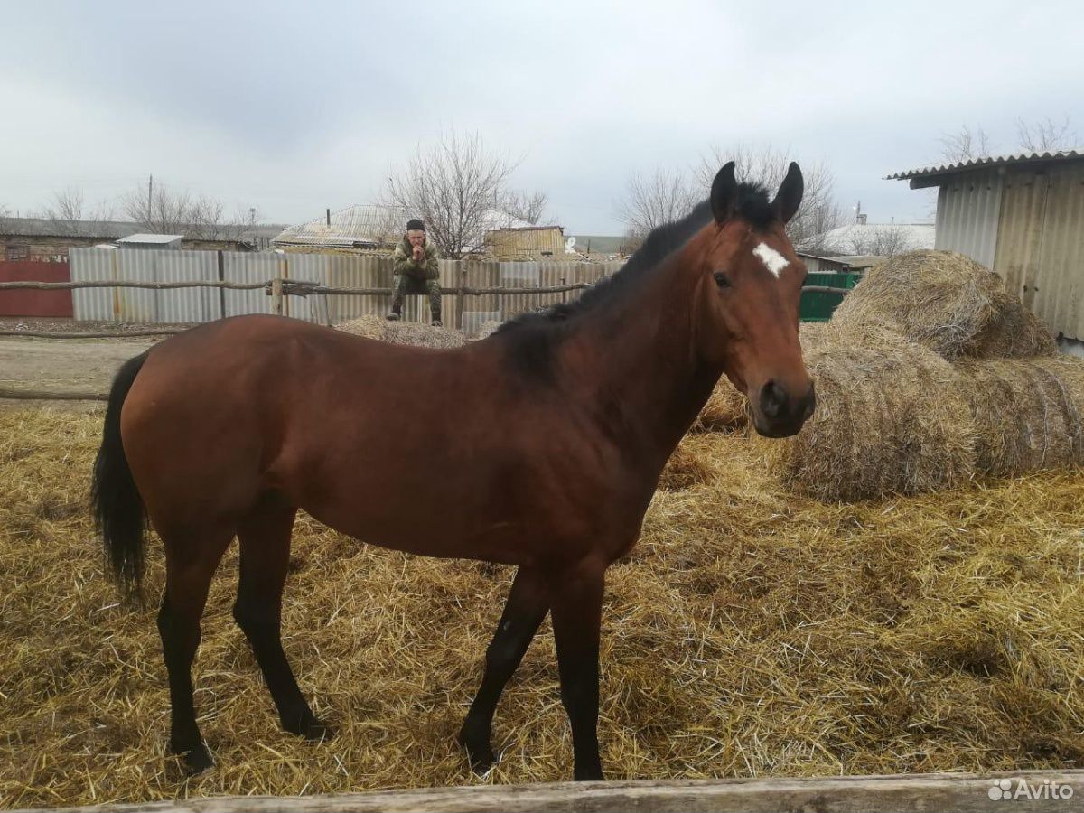 Конь, три года, полукровной породы купить на Зозу.ру - фотография № 2