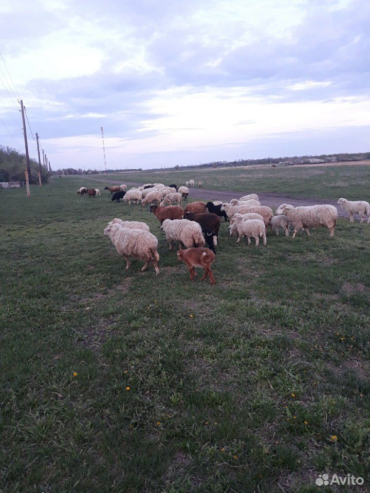 Продам овец купить на Зозу.ру - фотография № 4