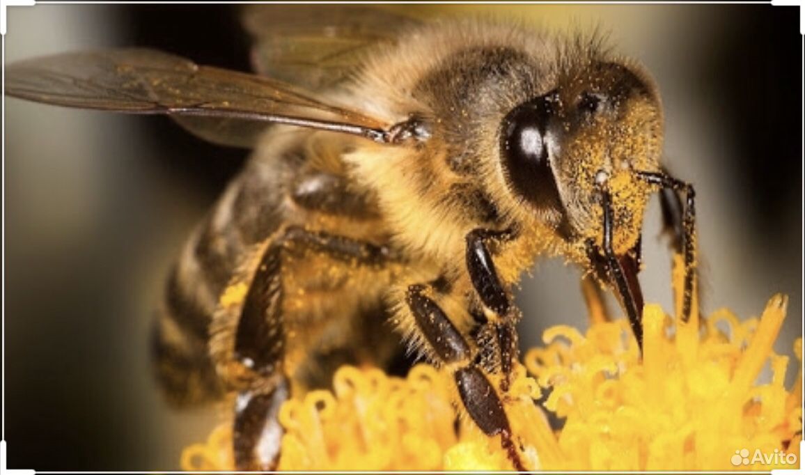 Продам пчёл купить на Зозу.ру - фотография № 1