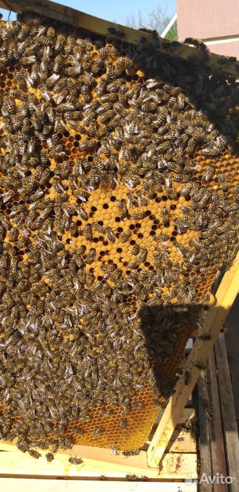 Пчёлы. Пчёло семьи купить на Зозу.ру - фотография № 3