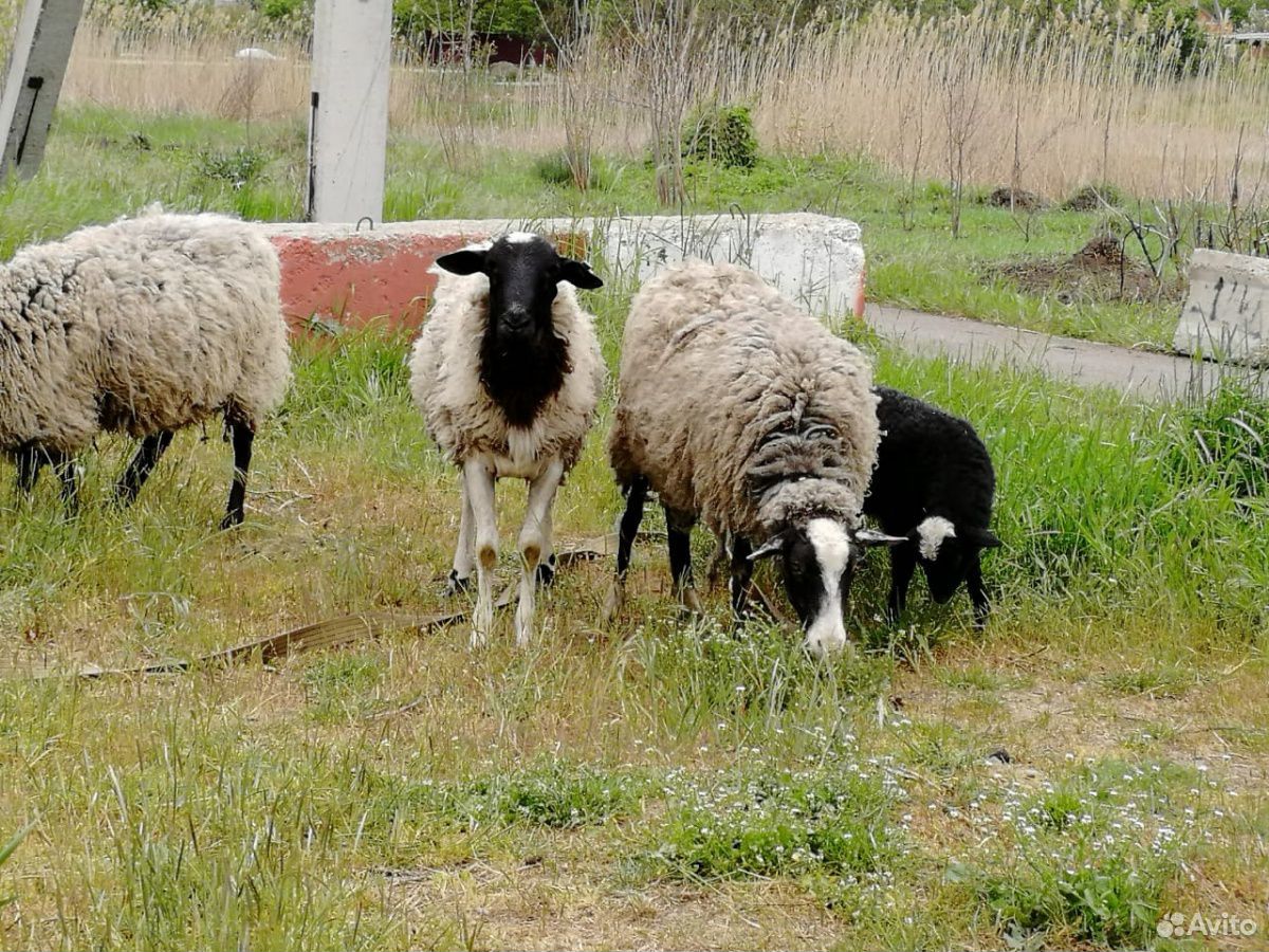 Баран Дорпер и Романовские овцы купить на Зозу.ру - фотография № 5