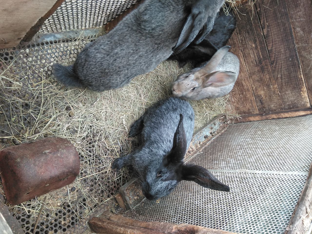Продам кроликов на племя купить на Зозу.ру - фотография № 2