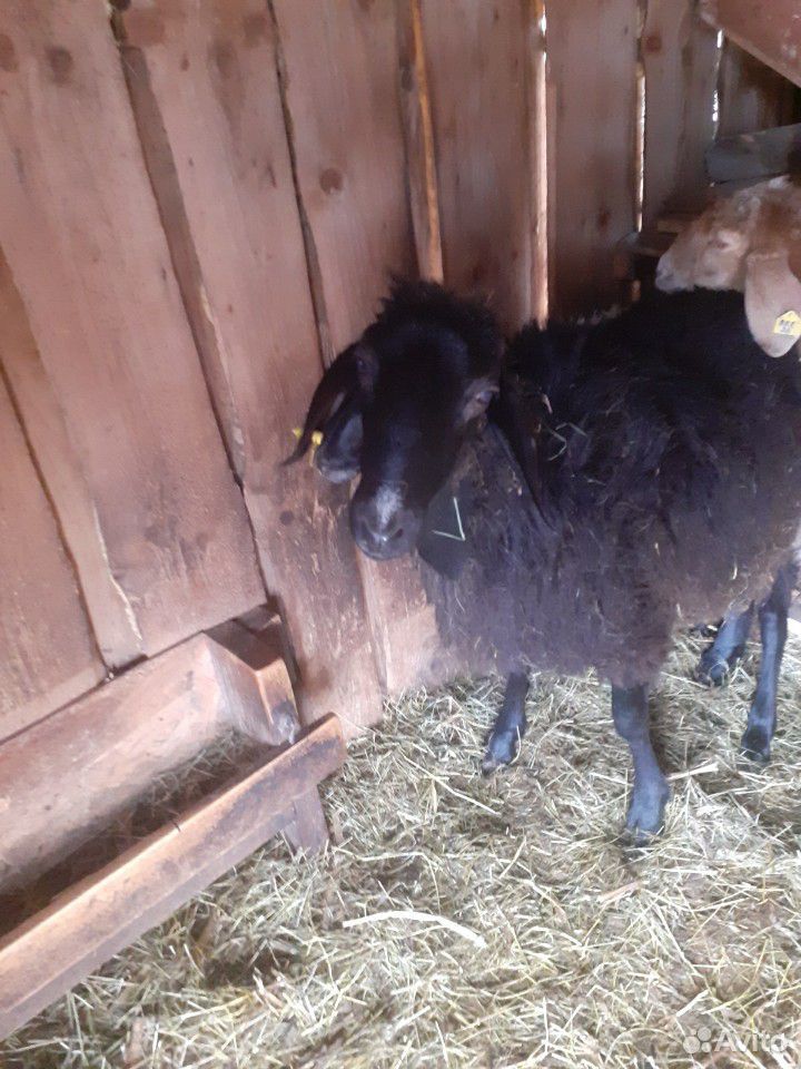 Гисарские овцы купить на Зозу.ру - фотография № 4