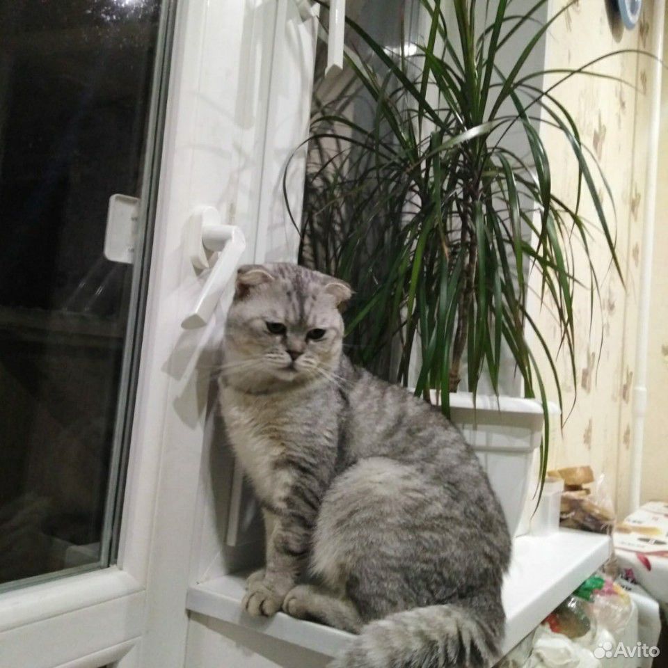 Котик купить на Зозу.ру - фотография № 3