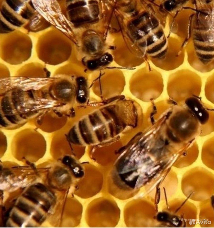 Пчелы, пчелопакеты купить на Зозу.ру - фотография № 1