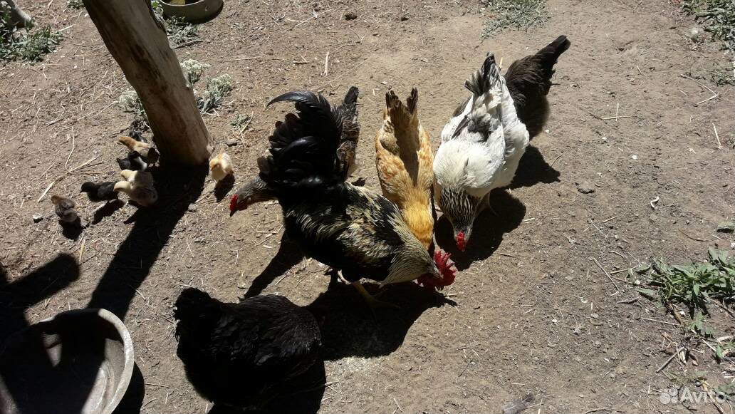Суточные цыплята мясо-яичных пород купить на Зозу.ру - фотография № 5