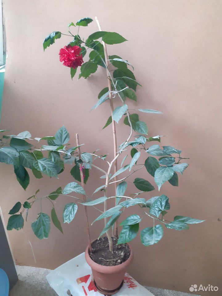 Роза китайская (гибискус) купить на Зозу.ру - фотография № 3