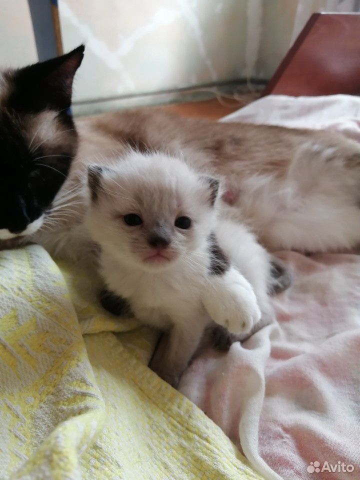 Продаю двух сиамских котиков купить на Зозу.ру - фотография № 1