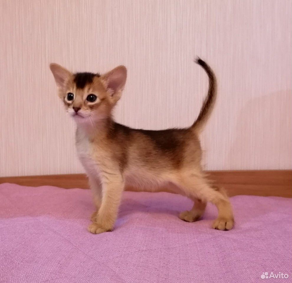 Абиссинская Кошка Купить В Минске