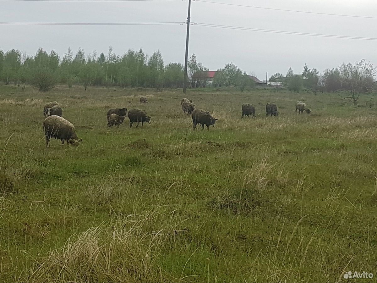 Баран и овцы с ягнятами купить на Зозу.ру - фотография № 3