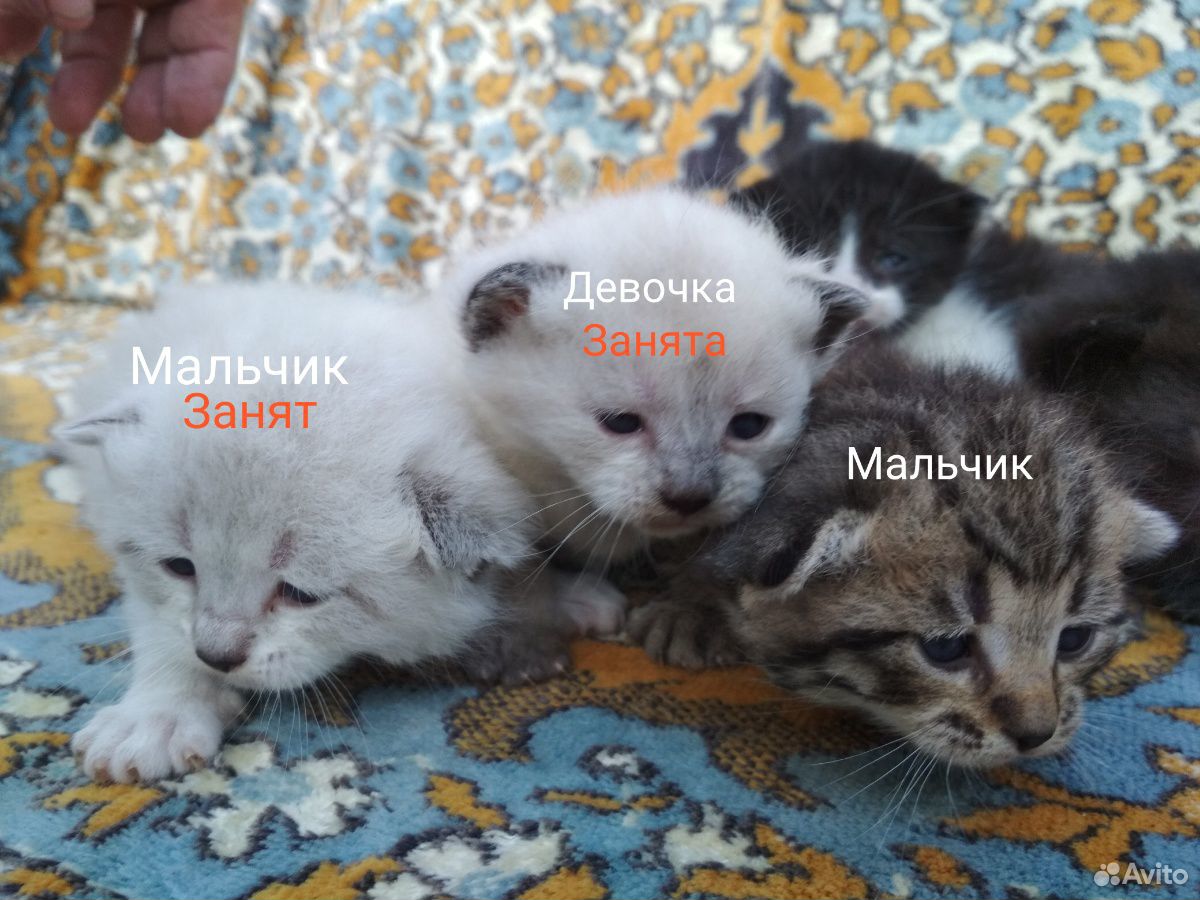 Отдам котят в хорошие руки купить на Зозу.ру - фотография № 1