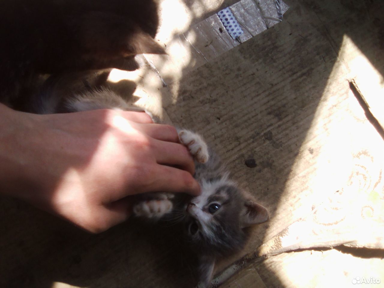Котята-красотули в добрые руки купить на Зозу.ру - фотография № 4