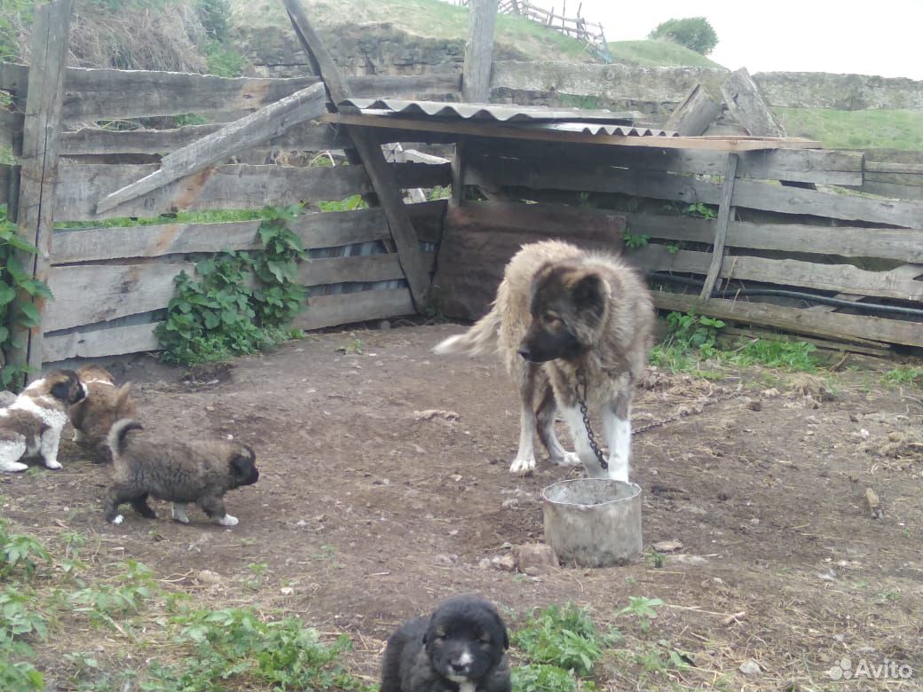 Продаются щенята кавказской овчарки купить на Зозу.ру - фотография № 7
