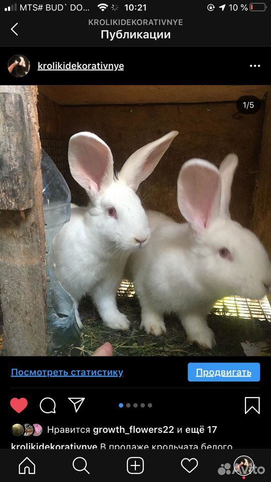 Кролики белый великан купить на Зозу.ру - фотография № 2
