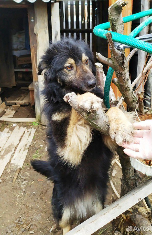 Собака Жучка купить на Зозу.ру - фотография № 2