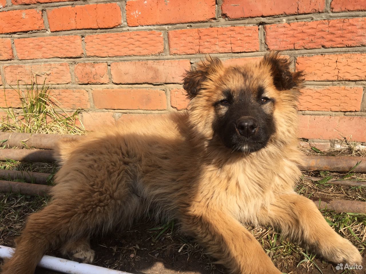 Пёс 6 месяцев купить на Зозу.ру - фотография № 2