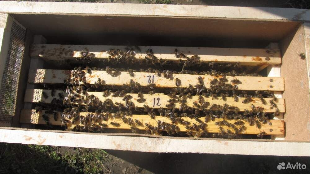 Пчелосемьи и пакеты, матки плодные купить на Зозу.ру - фотография № 4