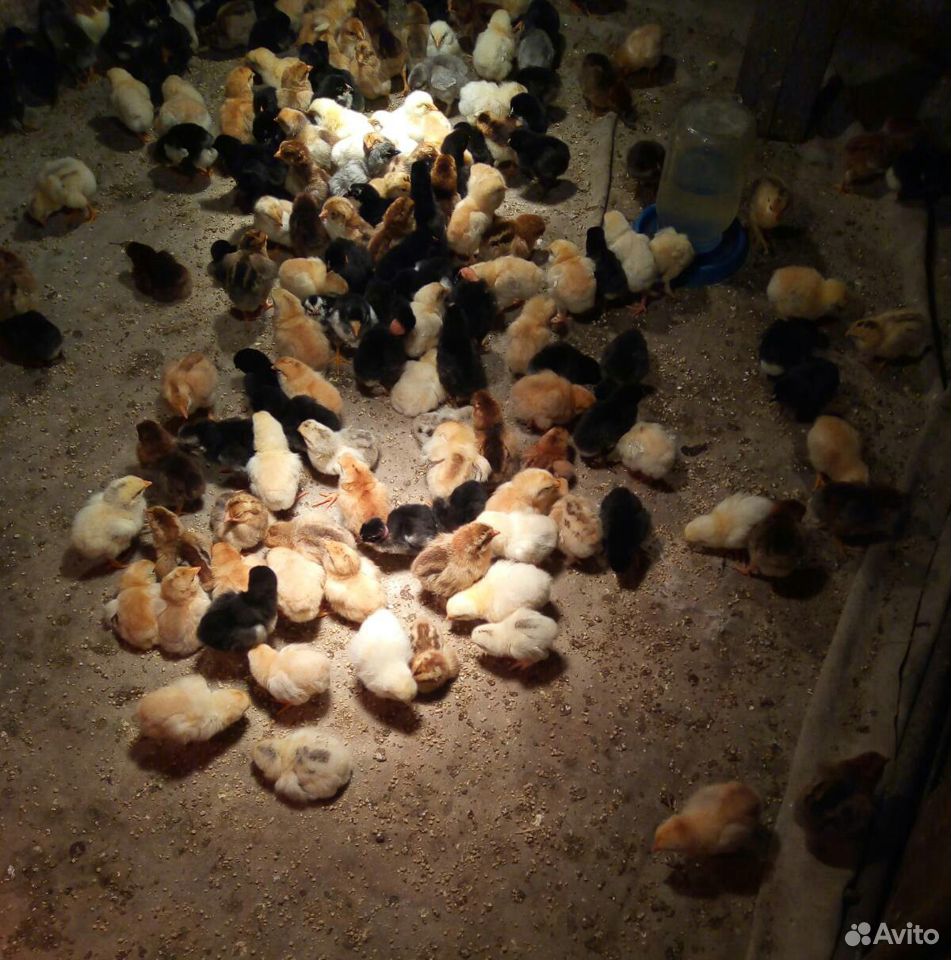 Цыплята мясо яичной породы купить на Зозу.ру - фотография № 4