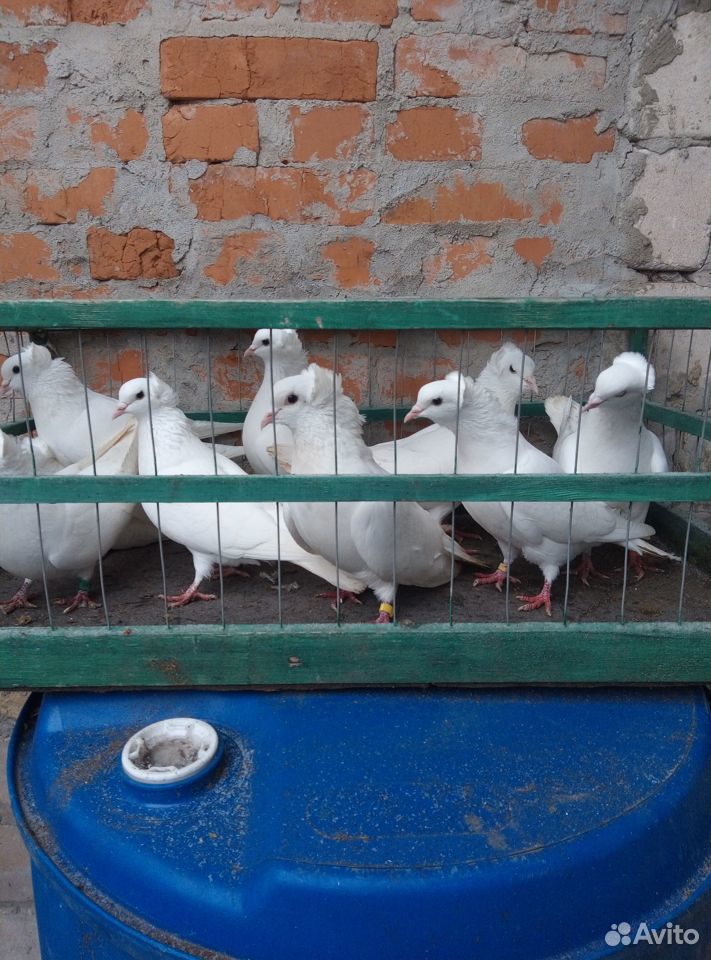 Бакинские голуби купить на Зозу.ру - фотография № 5