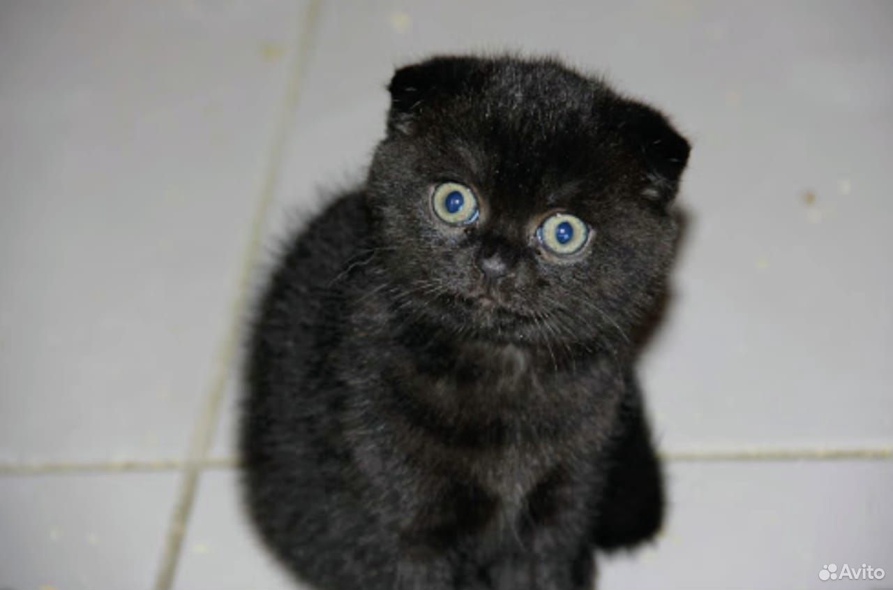 Британский вислоухий котенок черный