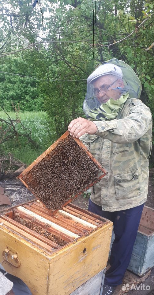 Продаю пчелосемьи пчелопакеты пчелы купить на Зозу.ру - фотография № 1