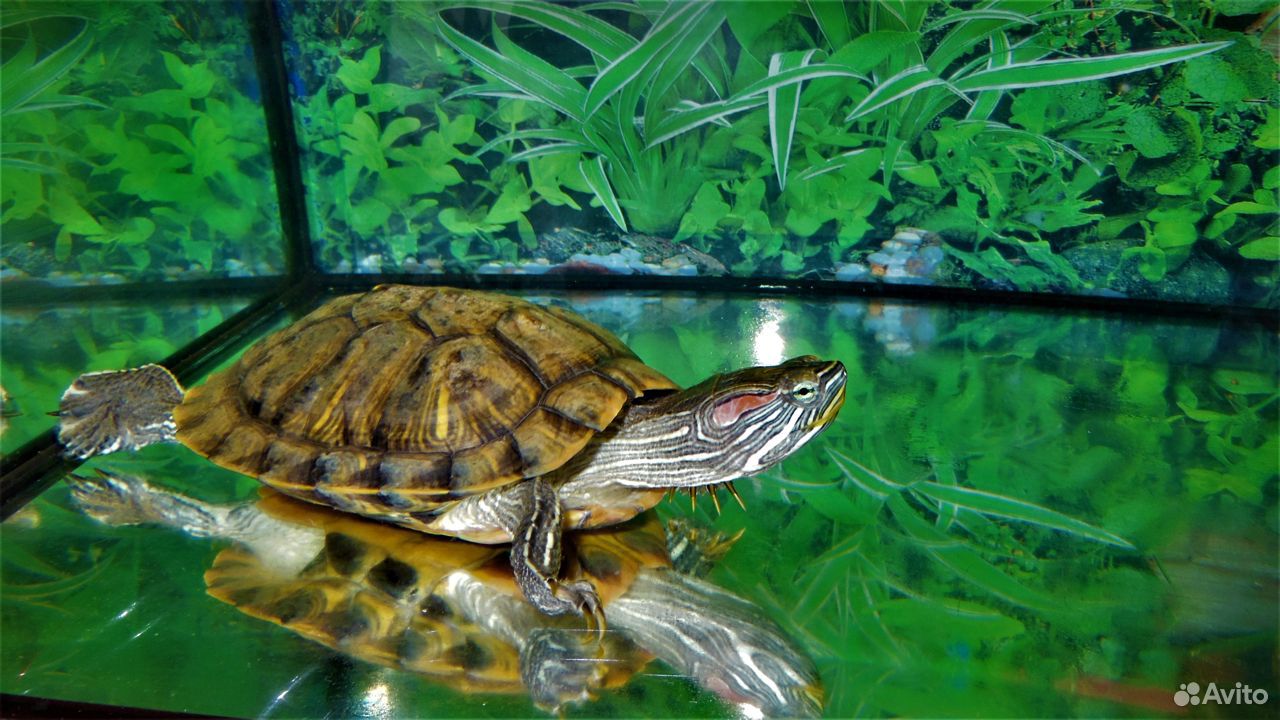 Черепахи купить на Зозу.ру - фотография № 2