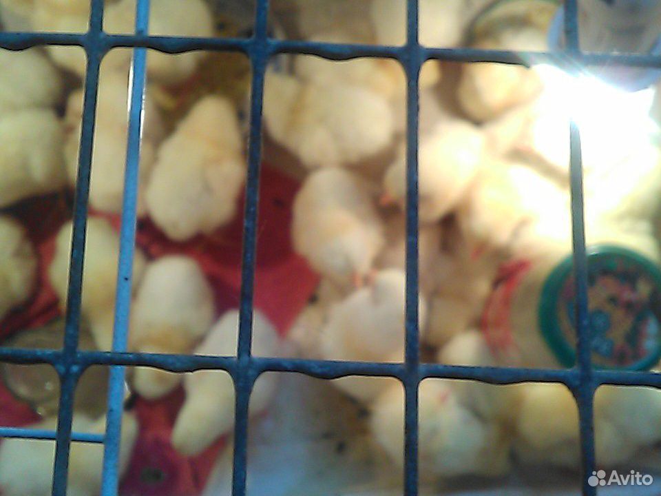 Цыплята бройлеры несколько дней купить на Зозу.ру - фотография № 2