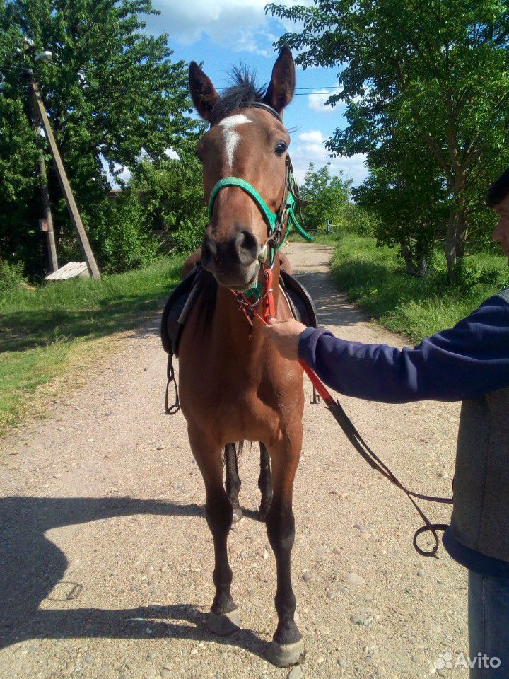 Продажа лошадки купить на Зозу.ру - фотография № 4