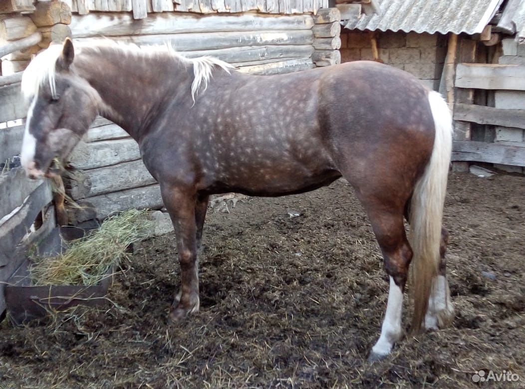 Лошадь обученная купить на Зозу.ру - фотография № 2